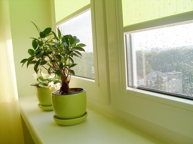 sunny desk window
